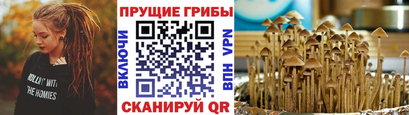 Галлюциногенные грибы Psilocybine cubensis  Купить закладки  Новочебоксарск 